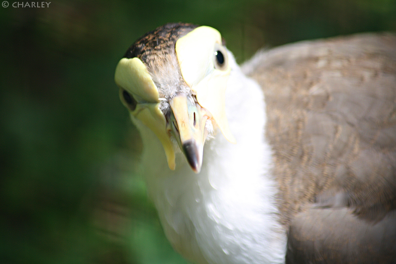 zoo-berlin2010 (92).jpg